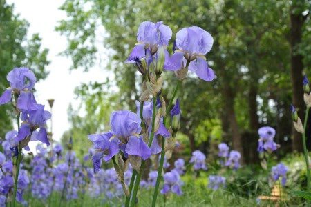 Parcul Constantin Poroineanu Caracal judetul Olt atractii turistice | 365romania.ro