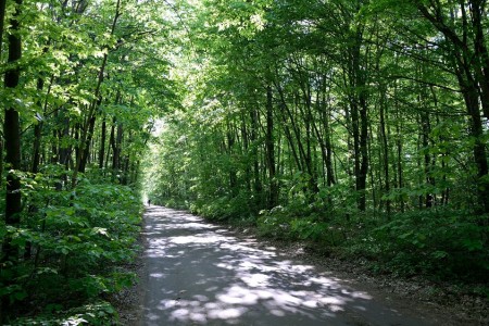 Parcul Natural Comana Manastirea Comana|365romania.ro