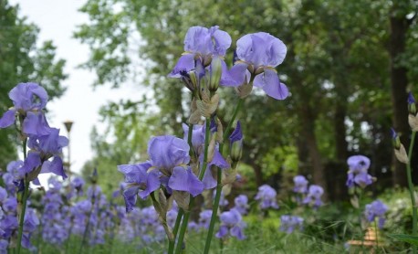 Gradina botanica din Jibou|365romania.ro