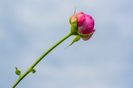 Parcul Dendrologic Hemeius Bacau | 365romania.ro