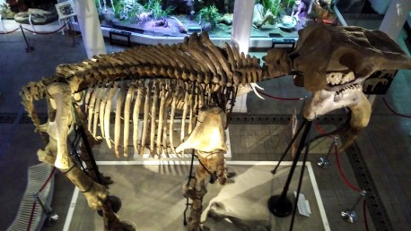 Muzeul Grigore Antipa | 365romania.ro