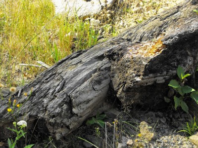 Rezervaţia naturala Padurea Alexeni Ialomita obiective turstice | 365romania.ro