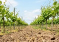Crama Murfatlar degustare vin|365romania.ro