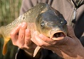 Baza piscicola Doripesco pescuit sportiv si traditional|365romania.ro